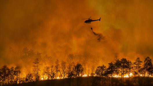 Fire fighting helicopter carry water bucket to extinguish the forest fire shutterstock 2422917965